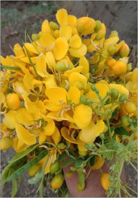 Ethnopharmacological, Phytochemical, Pharmacological, and Toxicological Review on Senna auriculata (L.) Roxb.: A Special Insight to Antidiabetic Property